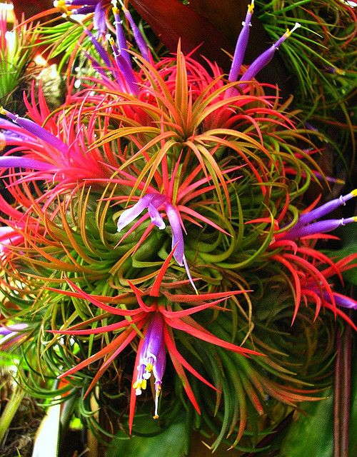 plantas aereas, tillandsias, calyx plantas, asesina de plantas, plantas sin tierra, 